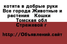 котята в добрые руки - Все города Животные и растения » Кошки   . Томская обл.,Стрежевой г.